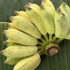 Organic Nam Wha Bananas (Pa La-U) - Small
