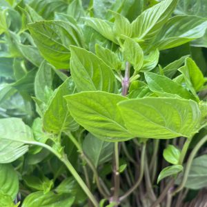 Organic Sweet Basil