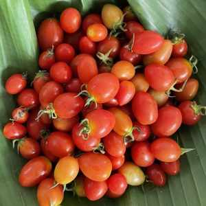 Organic Cherry Tomatoes (Wungnamkiew)