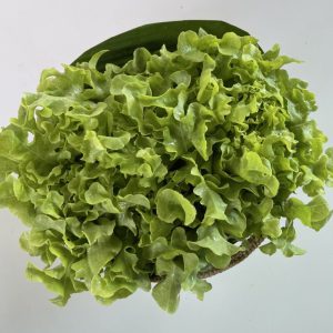 Organic Green Oak