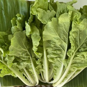 Organic Tokyo Bekana Japanese Cabbage