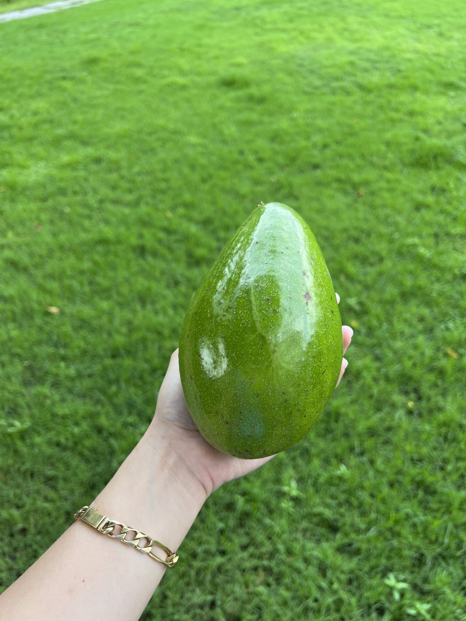 Organic Pollock Avocado | Homeland