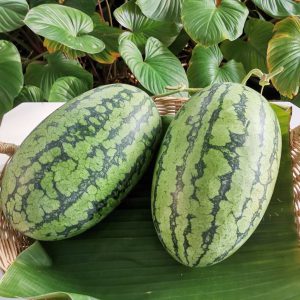 Organic "Queen Lady" Watermelon (Wungnamkiew)