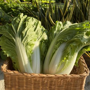 Organic Chinese Cabbage (Pa La-U)
