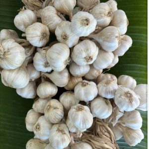 Organic Garlic (Nakhon Ratchasima)
